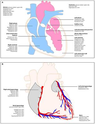 Qualitative and Quantitative Analysis of Cardiac Progenitor Cells in Cases of Myocarditis and Cardiomyopathy